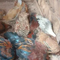 خروس مرغ کلشیر|حیوانات مزرعه|کوهدشت, |دیوار