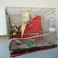 یک جفت عروس هلندی با قفس