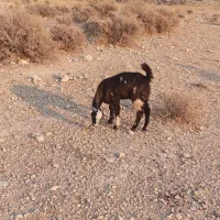 جفت بز نر و ماده جوان