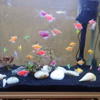 ۴۰ تا ماهی معاوضه با کوی یا اسکار