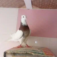 طوقی نر الماسی سرکه ای روزگاری تخفیف دار