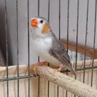 معاوضه فنج نر با ماده گینگ