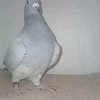 پلاکی فروشی