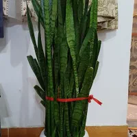 گل سانسوریا|گل و گیاه طبیعی|رشت, حمیدیان|دیوار