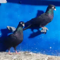 کفترابلغ المانی وزاغ ابادانی|پرنده|مینودشت, |دیوار