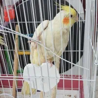 عروس هلندی دستی|پرنده|کوهدشت, |دیوار