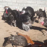 فروش بوقلمون نر ماده چاق