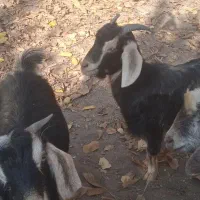 بزغاله پرگوشت برای قربانی|حیوانات مزرعه|بناب, |دیوار