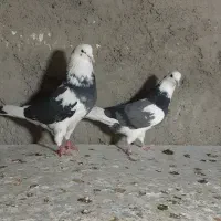 کفتر کبوتر