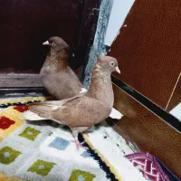 دوم سفید شهر شاوور