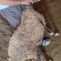 بره نر نژاد اصل مغان