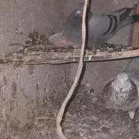 کبوترآلمانی