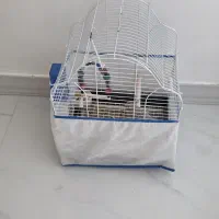 عروس هلندی جم
