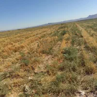 52 هکتار زمین کشاورزی|فروش دفتر صنعتی، کشاورزی، تجاری|میمه, |دیوار