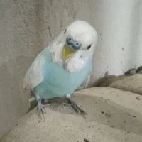 مرغ عشق دستی و اواز خوان فوری