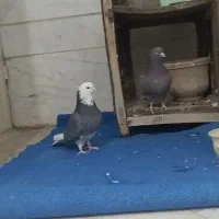 کبوتر گمشده