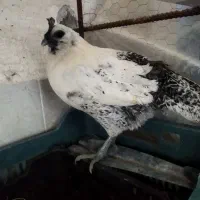 جوجه و تخم مرغ آبی و سبز (لاکنزی و امرکانا)|حیوانات مزرعه|قائمشهر, |دیوار