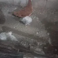 مرغ و جوجه محلی