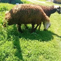 بره تمام نرقربانی