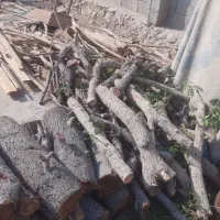 قطع نخل و درخت با خرید چوب درخت|خدمات باغبانی و درختکاری|بندر دیر, |دیوار