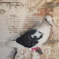 پلنگراف سارسرخ سبزم سفید ضربه پرشی همه