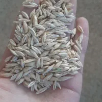 بذرجوآبی|عمده‌فروشی|لالجین, |دیوار