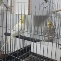 عروس هلندی جوان و دستی|پرنده|قم, پردیسان|دیوار