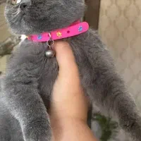 اسکاتیش دل فولد بلو|گربه|قائمشهر, |دیوار