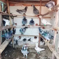 کبوتر|پرنده|گرگان, |دیوار