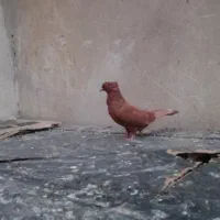 کبوتر پرشی