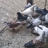 20 تا کبوتر|پرنده|ارومیه, |دیوار