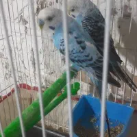 دوجوفت مرغ عشق