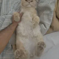 گربه اسکاتیش نر|گربه|ارومیه, |دیوار