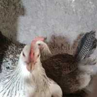 مرغ تخم گذار محلی ارگانیگ