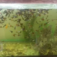 ماهی گوپی نژاددار مولد ممتاز