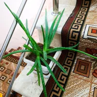 3عدد گل فروشی