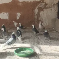 کبوتر|پرنده|فولادشهر, A1|دیوار