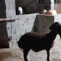 بره ماده جنس خوب|حیوانات مزرعه|نگین شهر, |دیوار