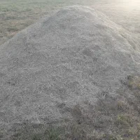 گیاه خرمانکوب شده ریز