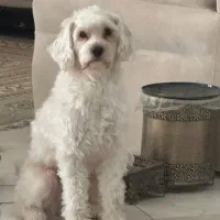 سگ شیتزو تریر و شیتزو کراس|سگ|یزد, |دیوار