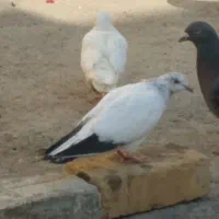 تعویض|پرنده|جوادآباد, |دیوار