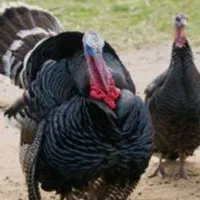 جفت بوقلمون اصل وطنی جوان پشتکوه سبزگزوسطی