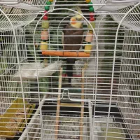 عروس هلندی|پرنده|کرمانشاه, |دیوار