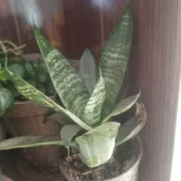 سلام این گلهابه فروش می‌رسد|گل و گیاه طبیعی|زبرخان, |دیوار