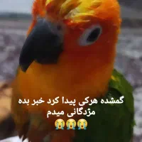 گم شده هرکسی پیدا کنه مژدگانی خوبی میدم