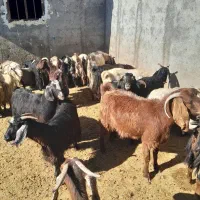 بز چاق جهت مراسمات عروسی و...