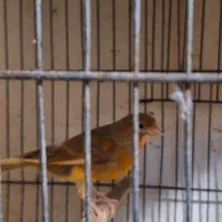 قناری بالغ ماده|پرنده|گرگان, |دیوار