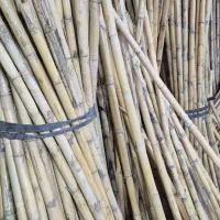 شاخه نی هفت بند