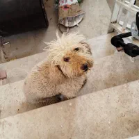 سگ پودل بدو ریز مو بدون اذیت ازار|سگ|سیاهکل, |دیوار