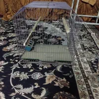 قفس پرنده